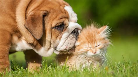 Cats and dogs and. Things To Know About Cats and dogs and. 